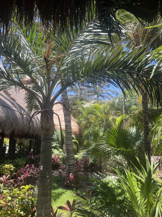 Gartenanlage Akumal Bay Beach & Wellness Resort