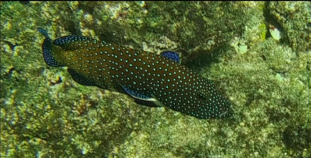 Strand Bliss Nada Beach Resort