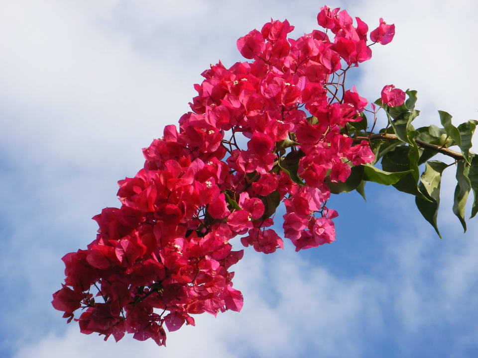 Herrliche Blütenpracht Voyage Belek Golf & Spa