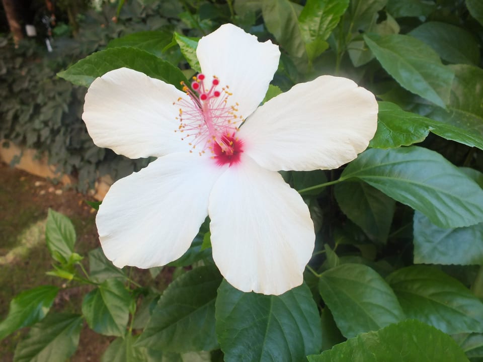 Hibiskus Aydinbey Famous Resort