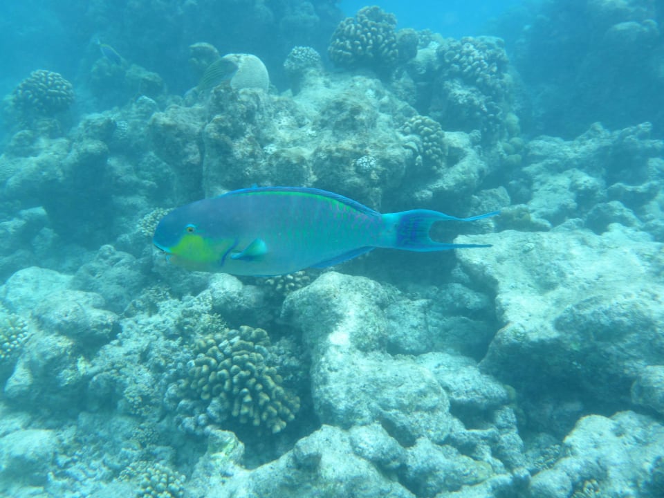 Schnorcheln Kuramathi Maldives