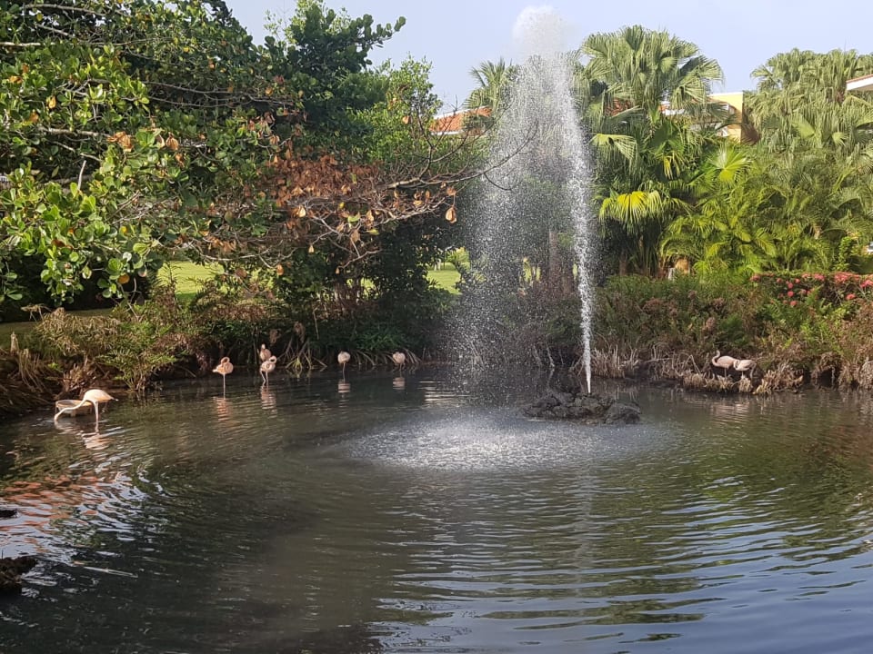 Gartenanlage Hotel Viva Dominicus Palace by Wyndham-All Inclusive Resort