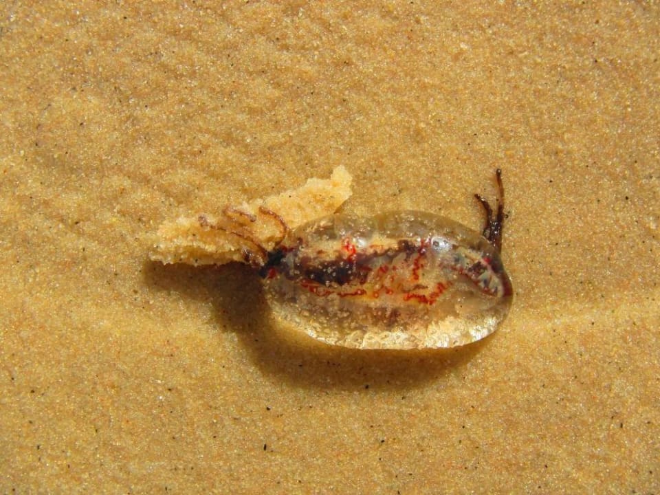 VORSICHT: Giftige Quallen im Meer (sehr klein) Houda Golf & Beach Club