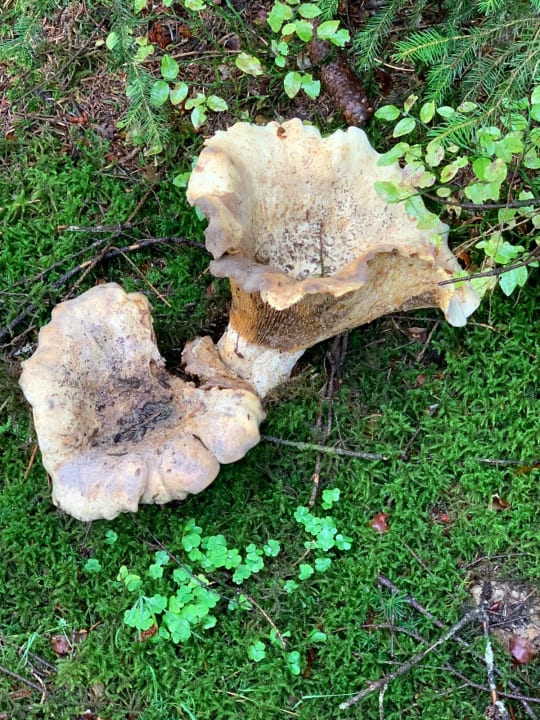 Gartenanlage Predigtstuhl Resort