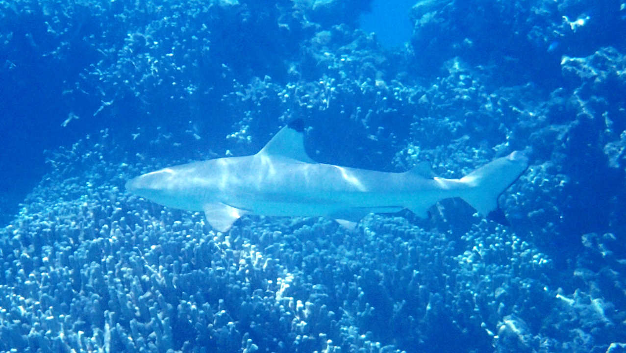 Sport & Freizeit Hotel Riu Palace Maldivas