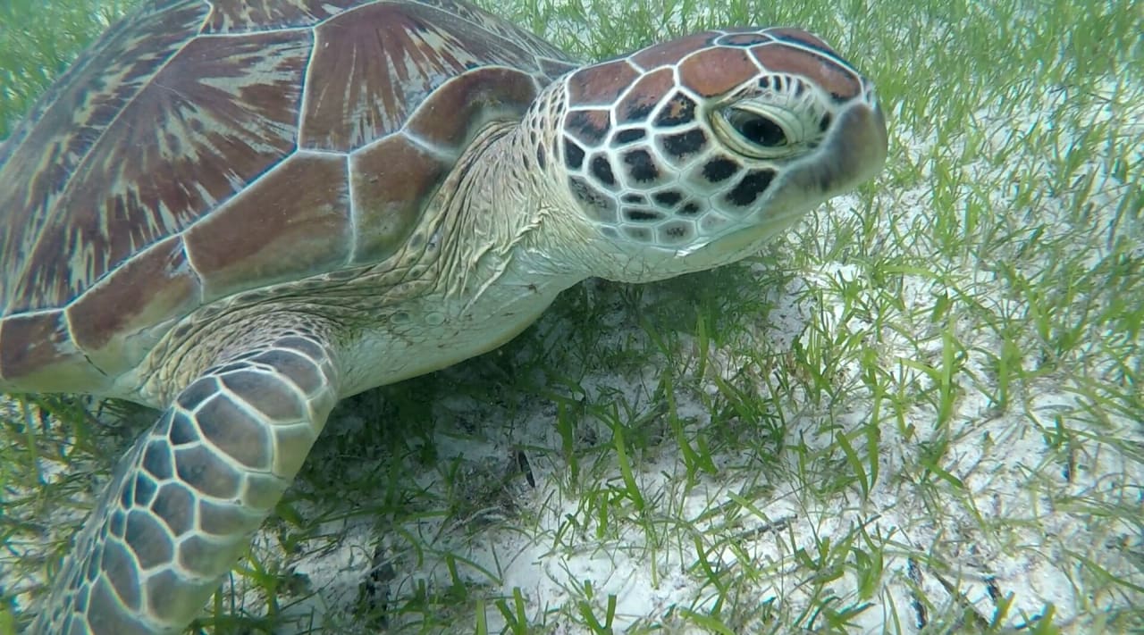 Strand Kuredu Island Resort & Spa