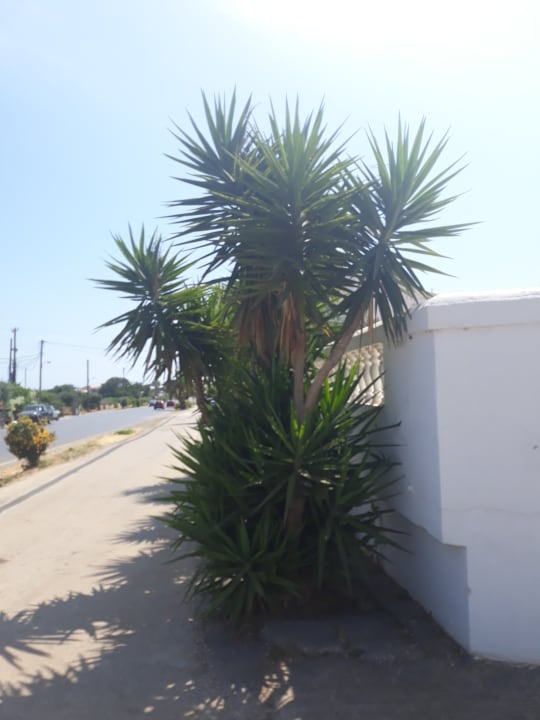 Garten allsun Hotel Carolina Mare