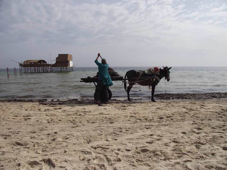 Die ersten Tage ging es mit den Algen Alassio Hotel and Thalasso