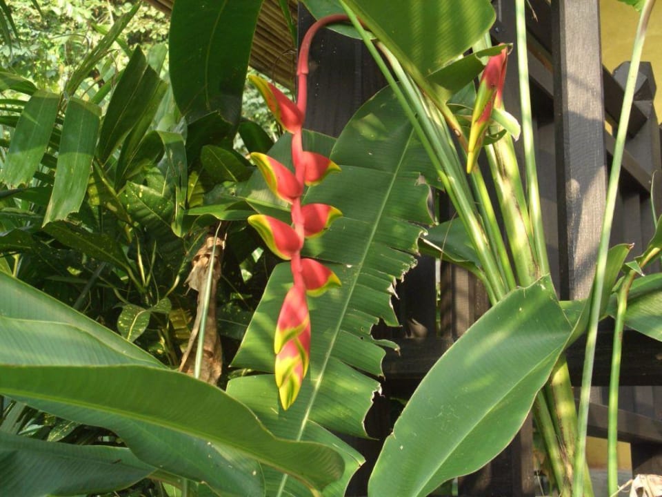 Gartenpracht Moracea by Khao Lak Resort