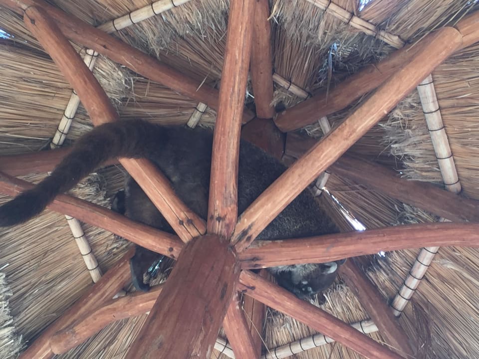 Nasenbär unterm Schirm am Pool Iberostar Selection Paraiso Lindo