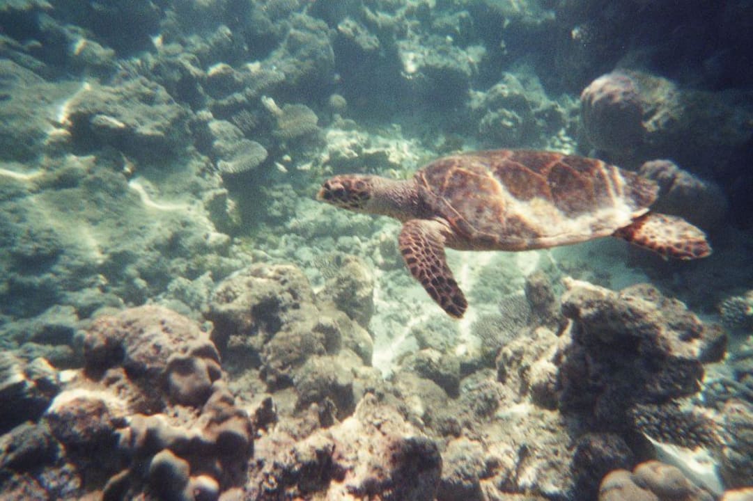Schildkröte Summer Island Maldives