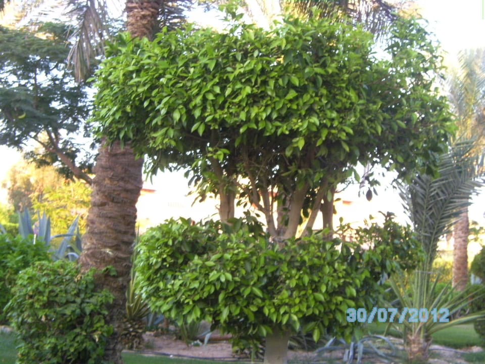 Garten Jaz Makadi Oasis Resort