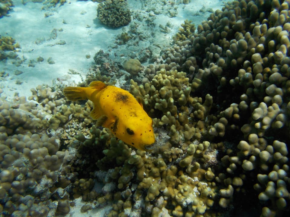 Am Hausriff Summer Island Maldives