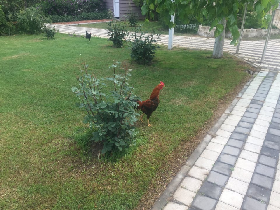 Gartenanlage Seaden Corolla Hotel