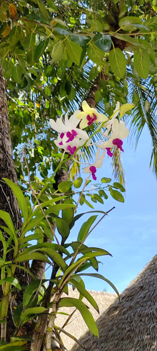 Gartenanlage Kuredu Island Resort & Spa