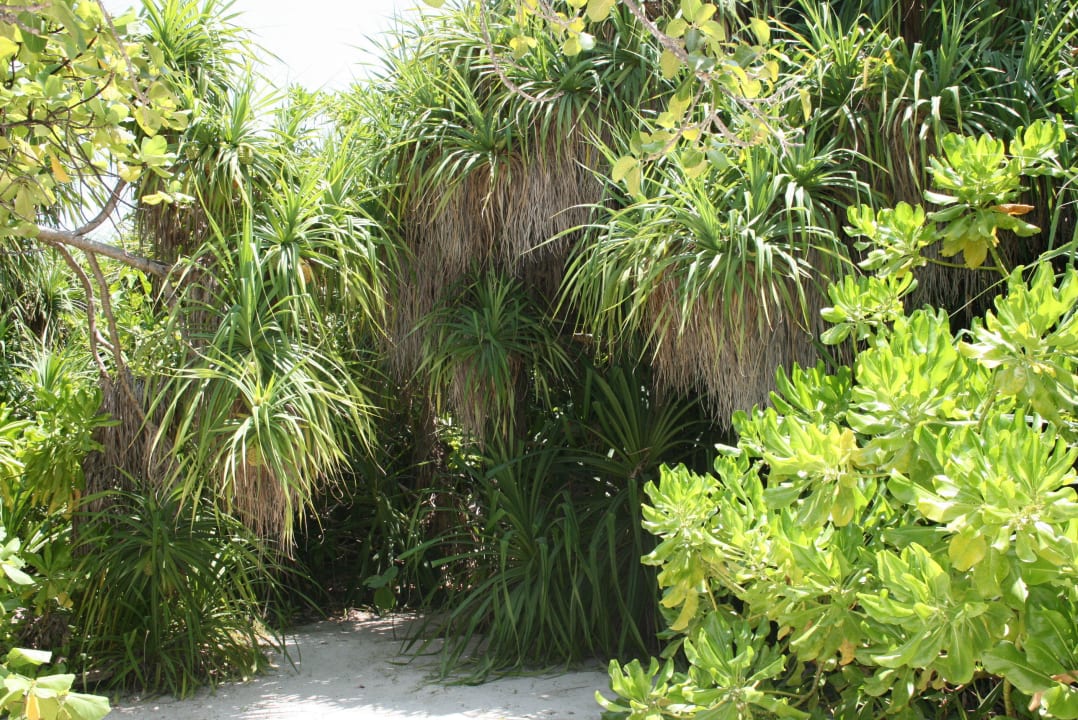 Wie im Dschungel Kuredu Island Resort & Spa