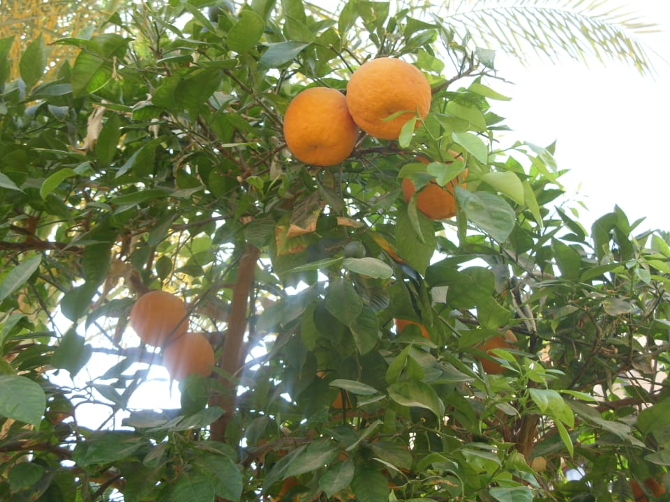 Außenansicht Jaz Makadi Saraya Resort