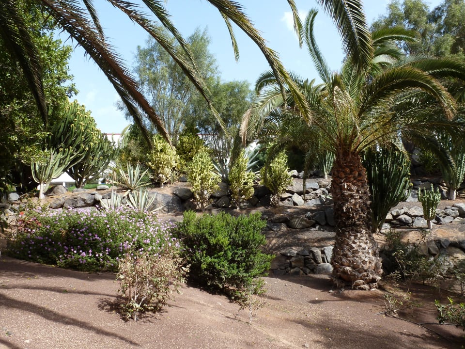 Garten vom Hotel allsun App.-Hotel Esquinzo Beach