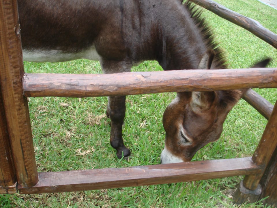 Burro der schöne Esel Sandos Playacar Select Club Adults only - All Inclusive