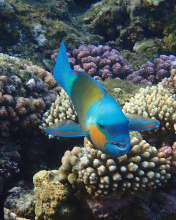 Sport & Freizeit Shams Alam Beach Resort