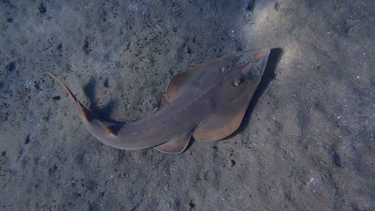 Sport & Freizeit Shams Alam Beach Resort