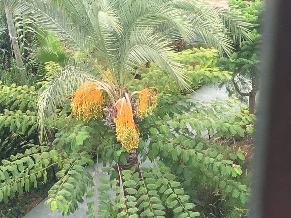 Gartenanlage Royal Atlantis Spa & Resort