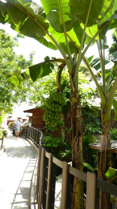 Gartenanlage Hilton Seychelles Northolme Resort & Spa