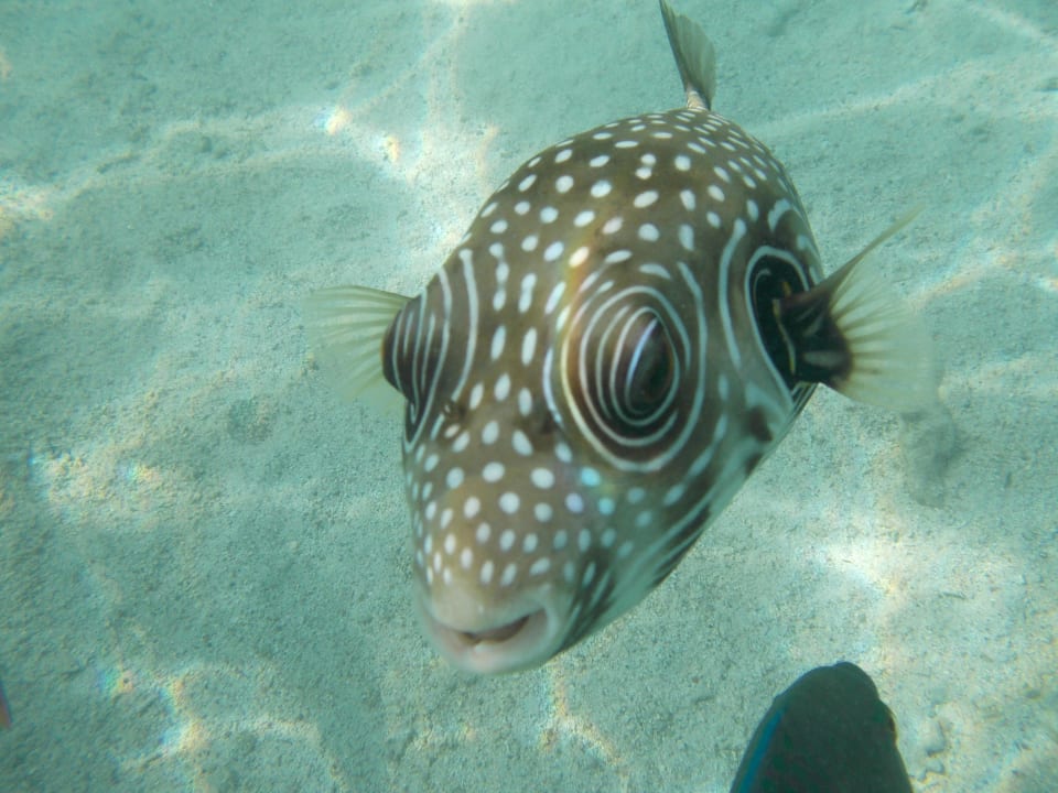 Fish Hotel El Faraana Reef Resort