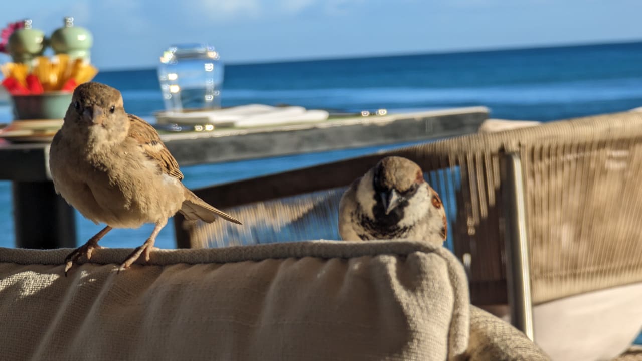 Gastro Le Meridien Ile Maurice