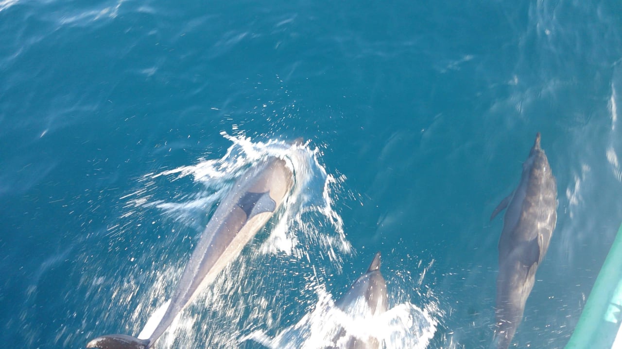 Beim Inselhopping  Embudu Village