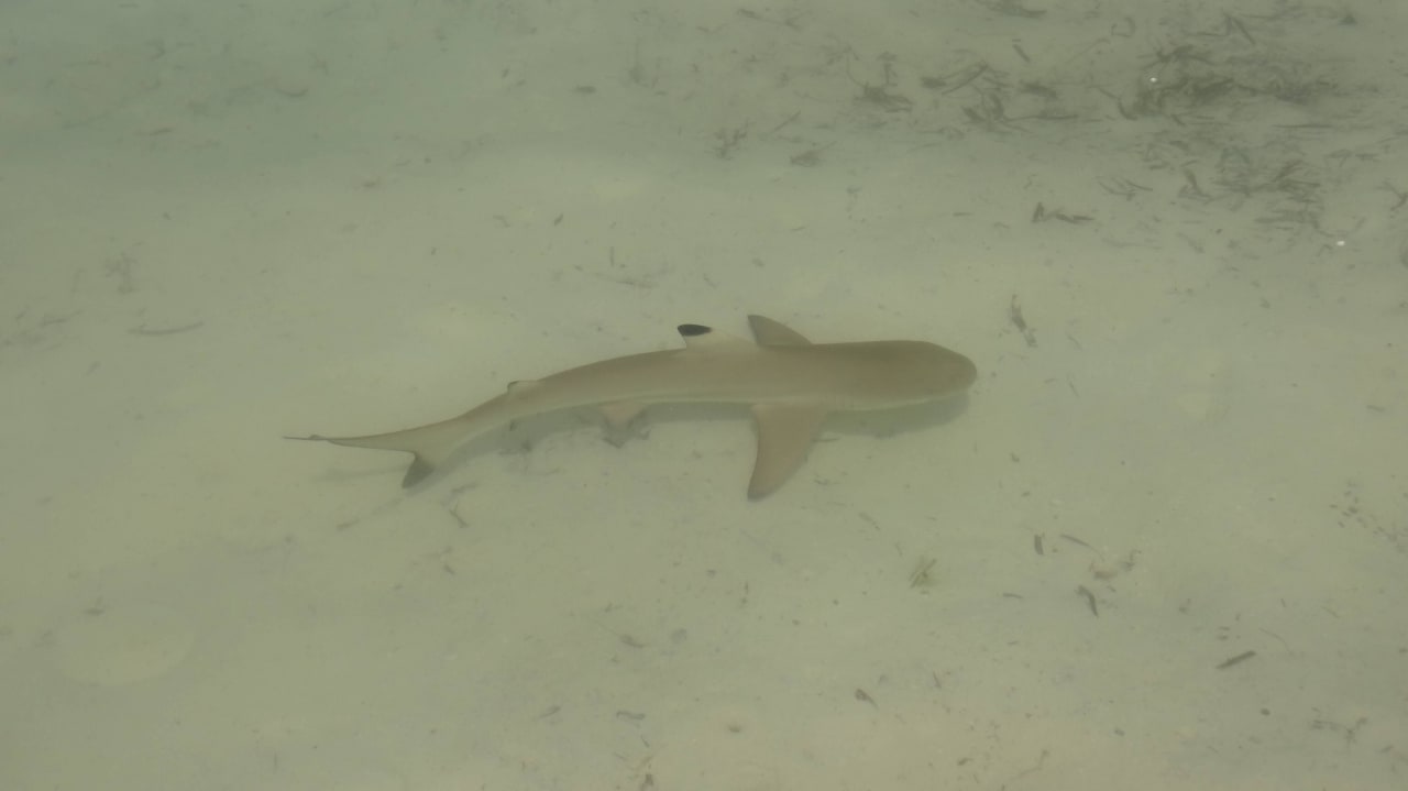 Babyhai Kuredu Island Resort & Spa