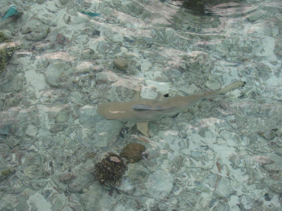 Riffhai Kuramathi Maldives