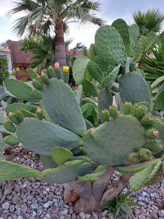 Gartenanlage Anissa Beach & Village