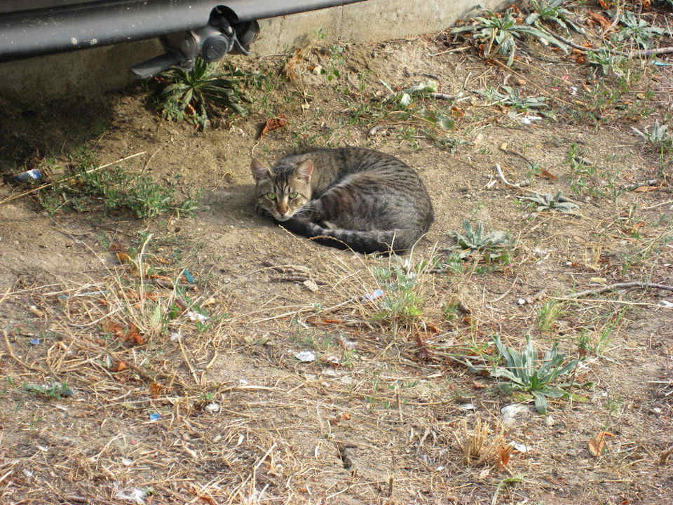 Kotek Park Hotel Golden Beach