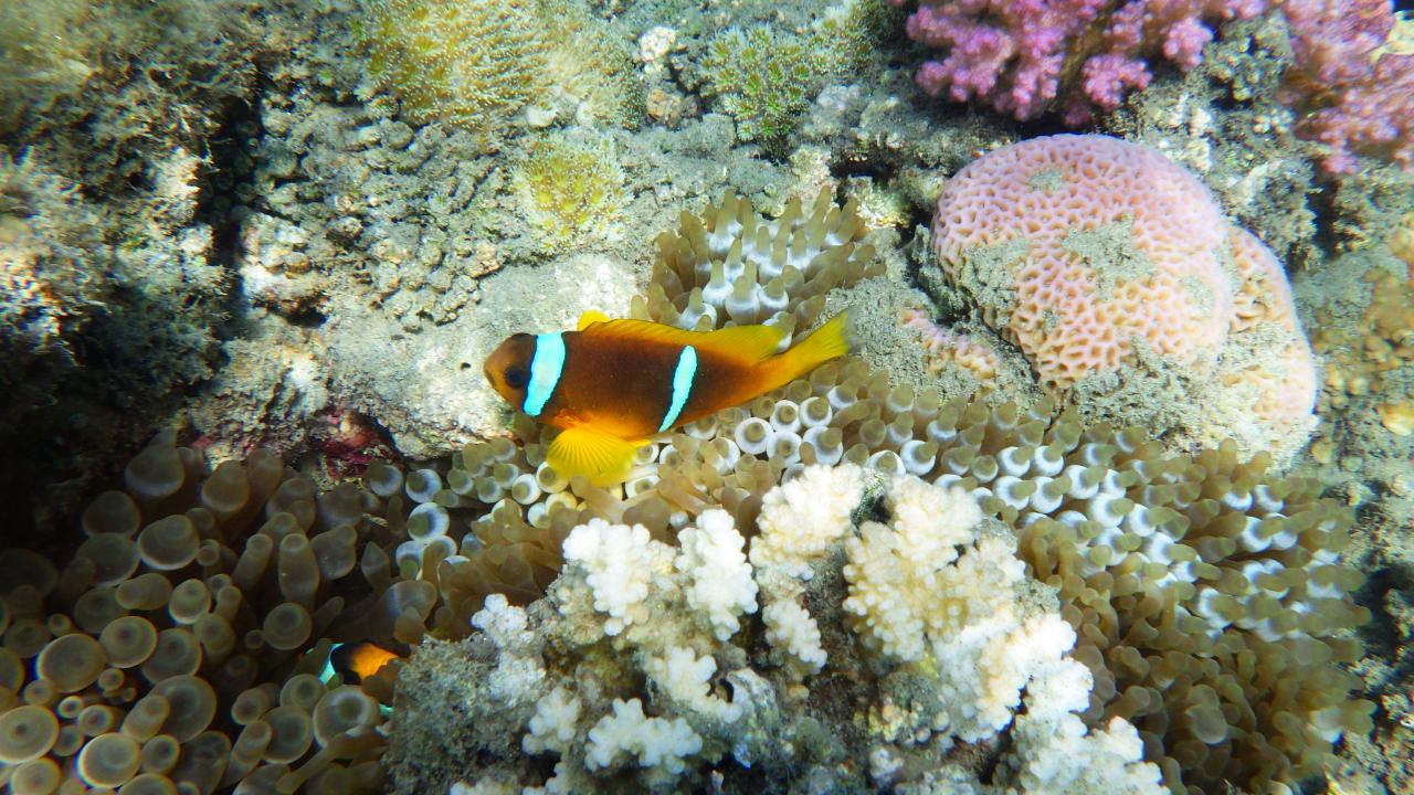 Strand Lahami Bay Beach Resort