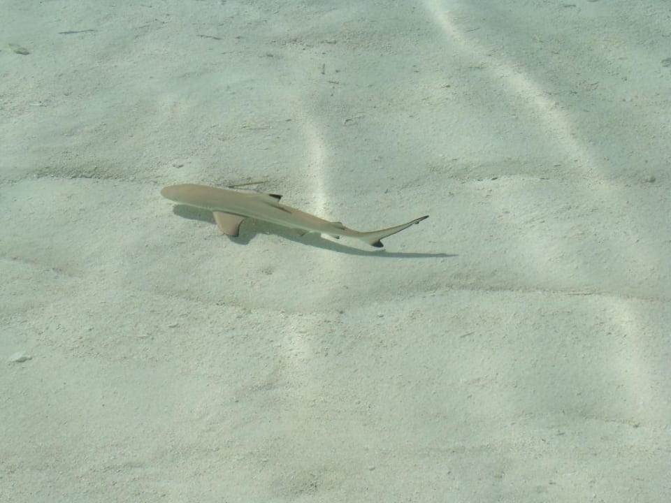 Tierwelt Meeru Maldives Resort Island