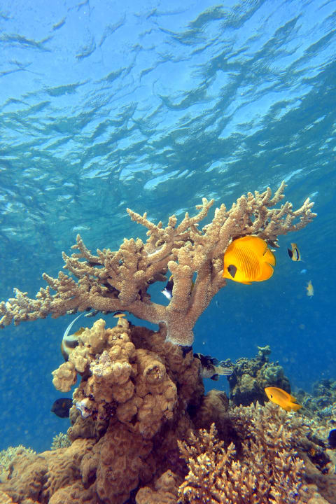 Strand Iberotel Makadi Beach