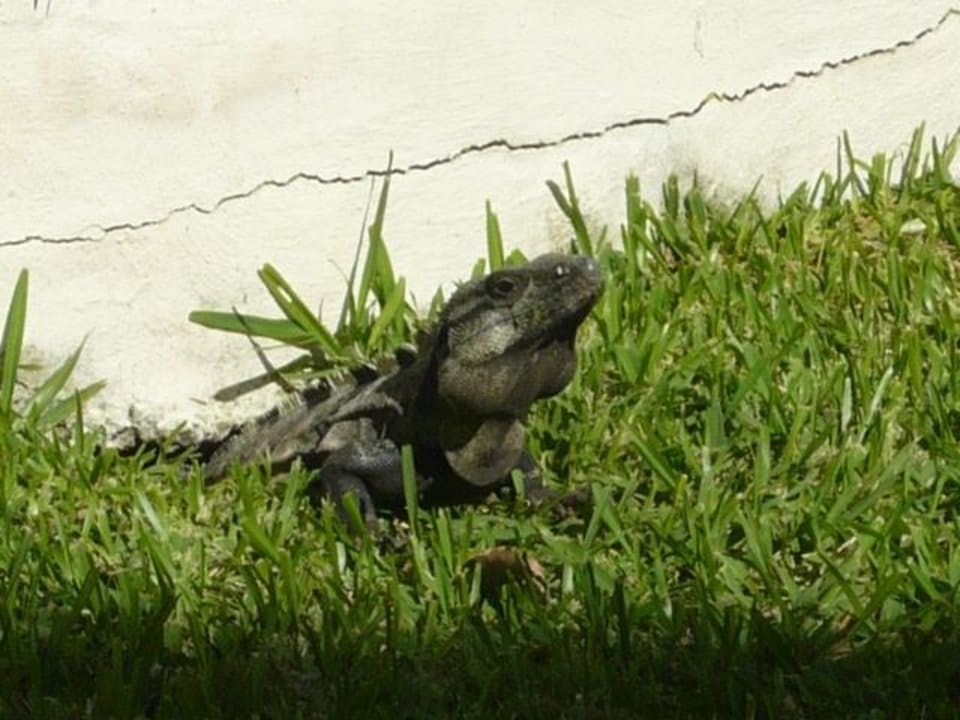 Tiere in der Anlage Sandos Caracol Eco Resort