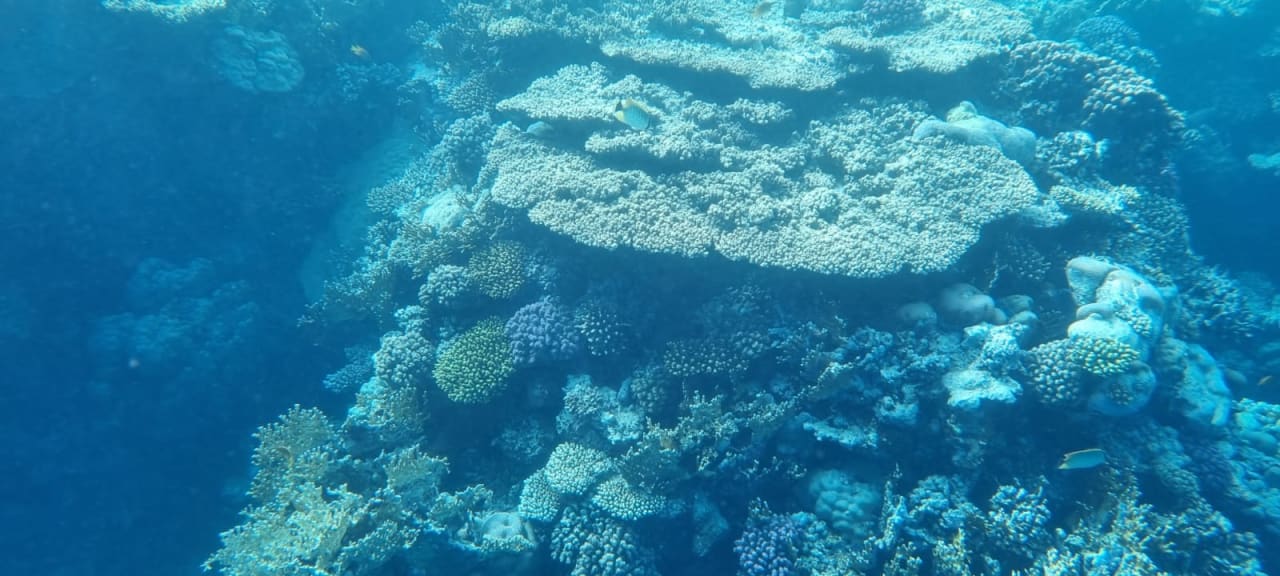 Strand Pickalbatros Palace Resort