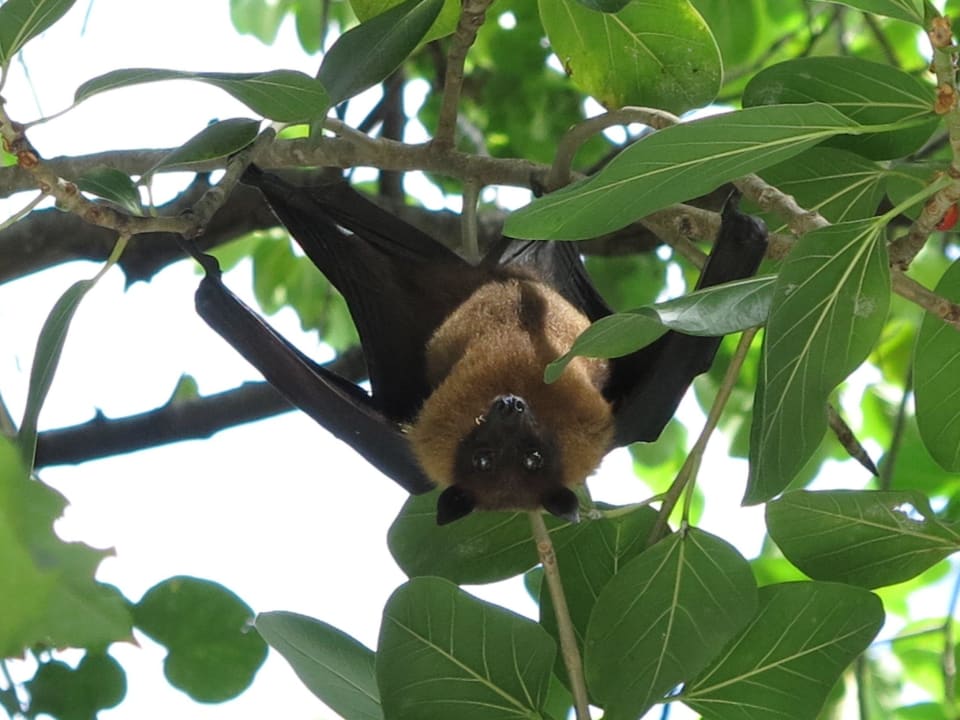 Ohne Worte ananea Diamonds Athuruga