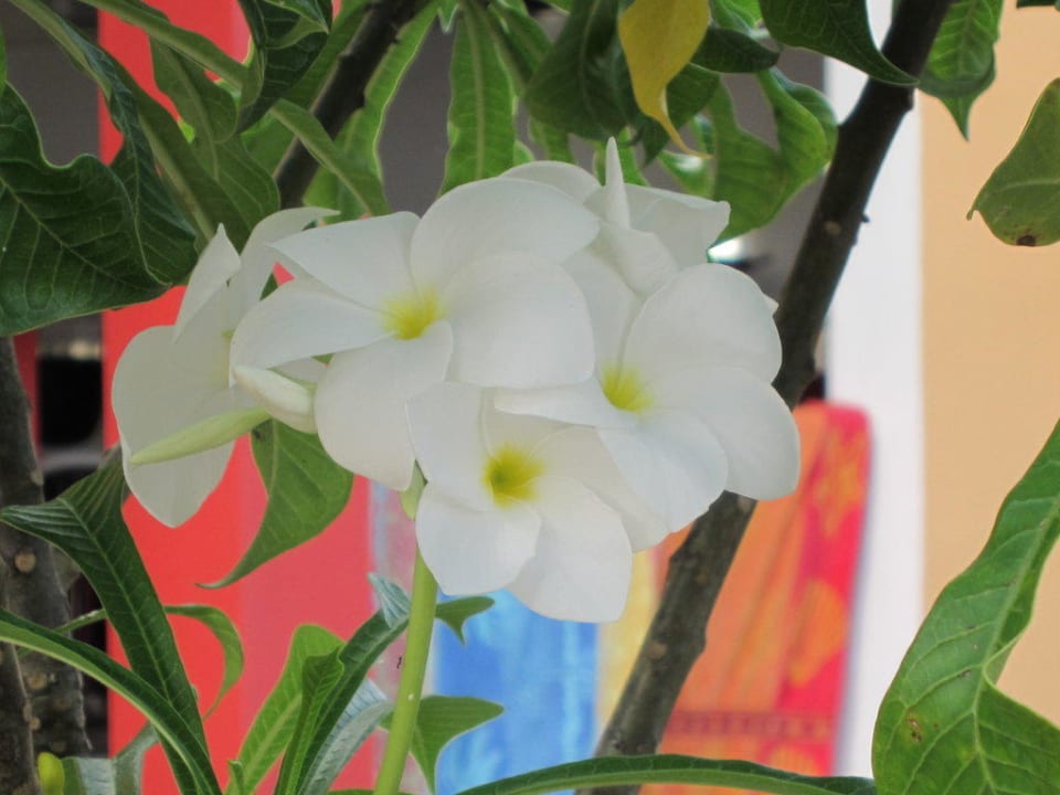 Ein wunderschöner Garten  Don Genaro Apartments