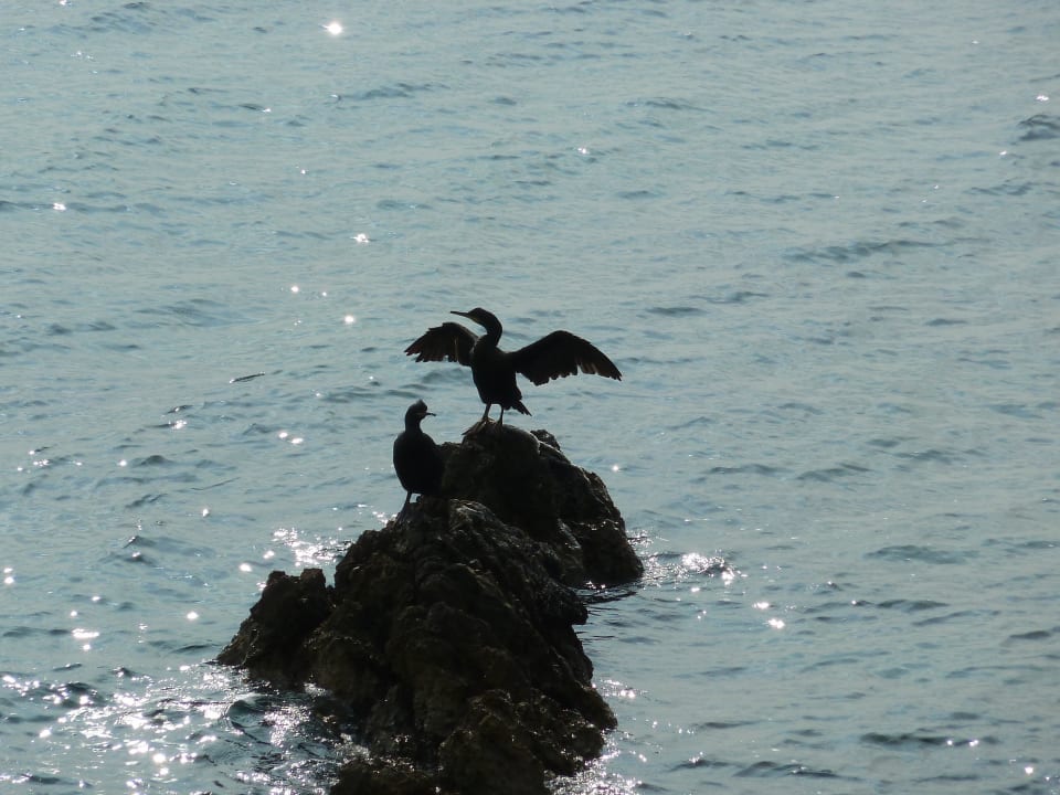 Der Kormoran kam jeden tag Valamar Sanfior Hotel & Casa