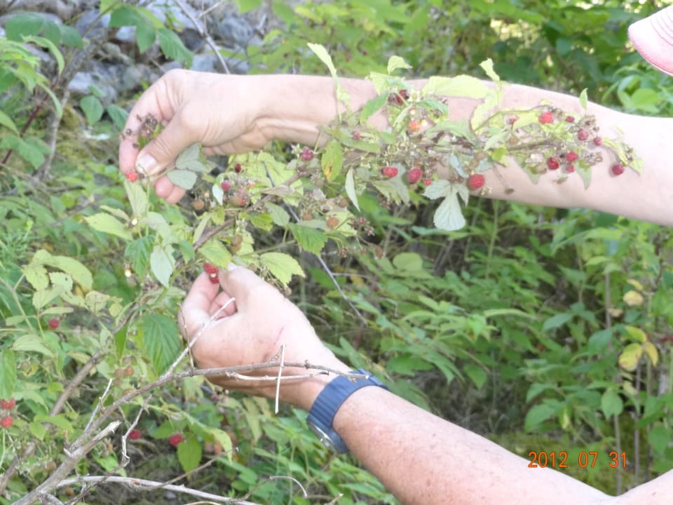 Waldfrüchte Schwarzwaldhotel Ruhbühl