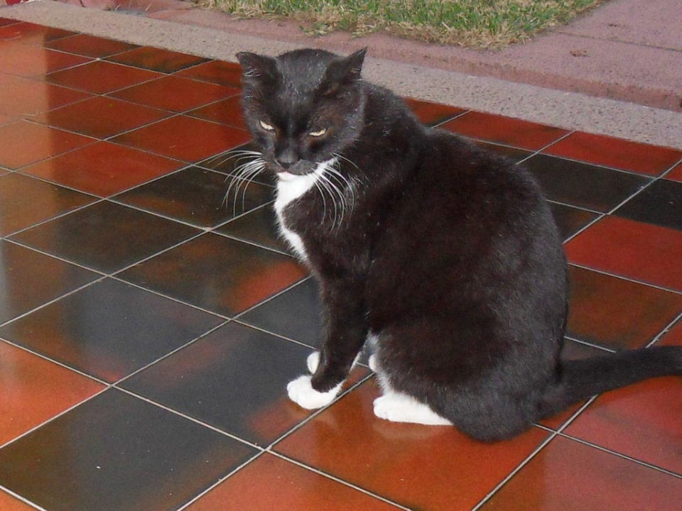 Besuch vom Kater Artemisa Gay Bungalows