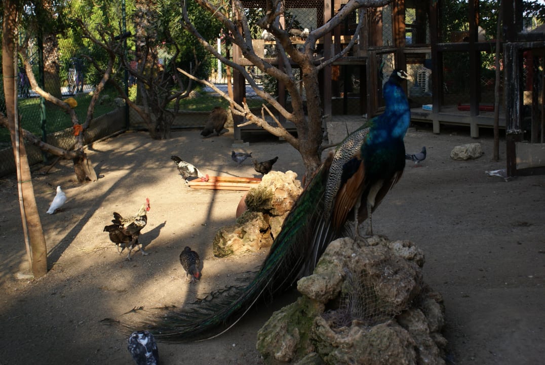 И зоопарк здесь также имеется Marvida Family Eco