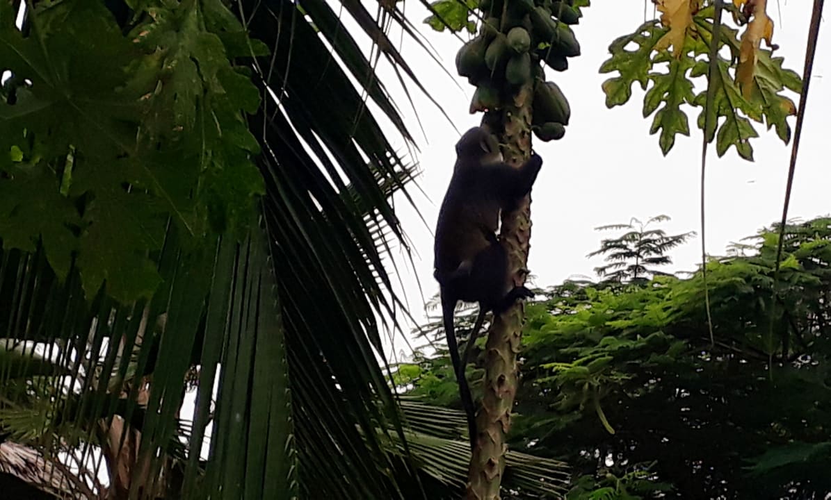 Gartenanlage Spice Island Hotel & Resort