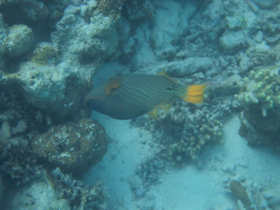 Fisch Cinnamon Dhonveli Maldives