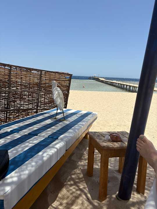 Strand Amarina Queen Resort Marsa Alam