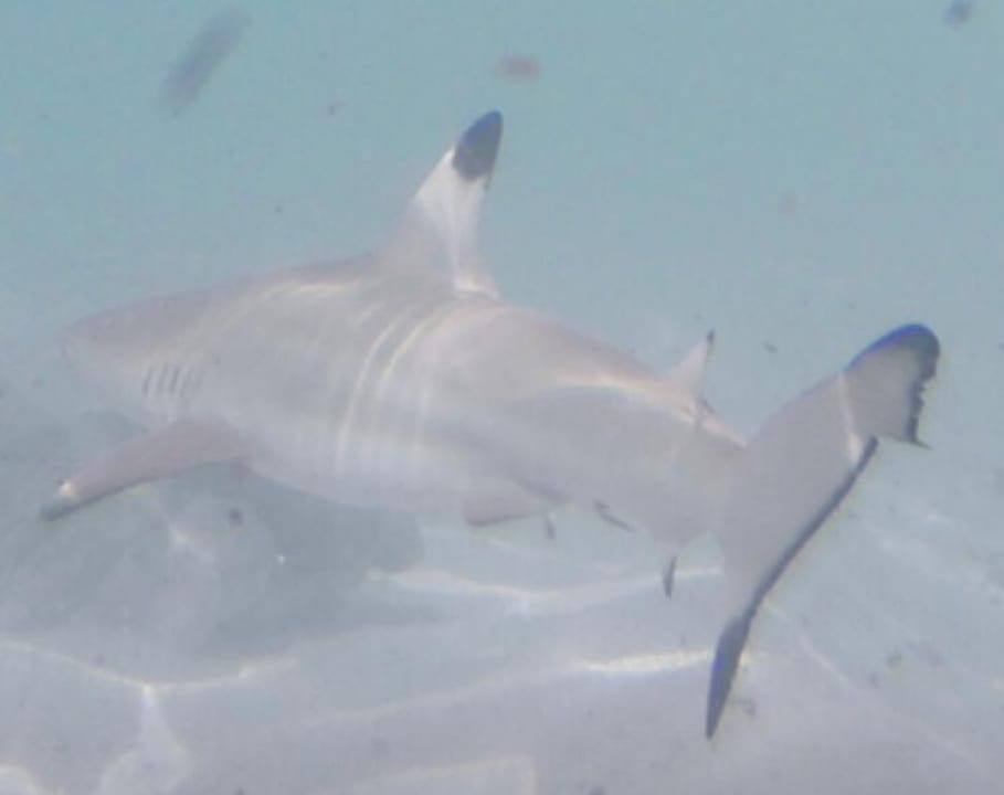 Strand Centara Ras Fushi Resort & Spa Maldives