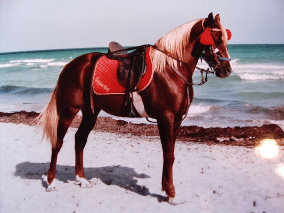 Traumpferde Djerba Sun Beach Hotel & Spa